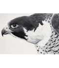 Ferrous Falcon