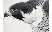 Ferrous Falcon